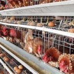 The advantages of automated poultry farming
