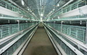 So clean H type layer chicken cage