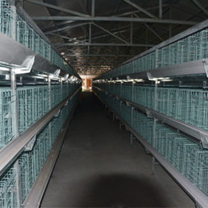 H type broiler cages