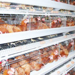 Automatic layer cage system in Ghana, only 1 person for 30,000 chickens