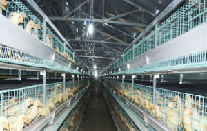 egg laying cages