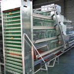 90 Birds Battery Cage System for Layers