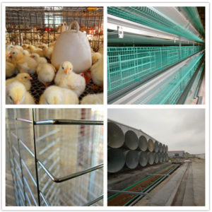 battery poultry cages