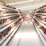 How to buy high-quality chicken cages in North America?