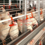 Why Nigerian customers use modern broiler cage equipment