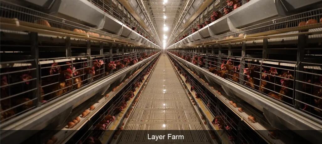 layer farm egg chicken battery cages