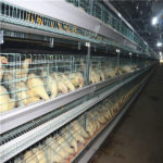 The poultry farming automatic laying egg hens farming equipment advantage