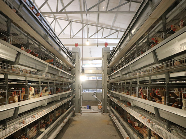 poultry farming equipment battery chicken cage