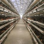 Fully automated poultry farming equipment introduction