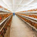Advantages of poultry farming chicken cages