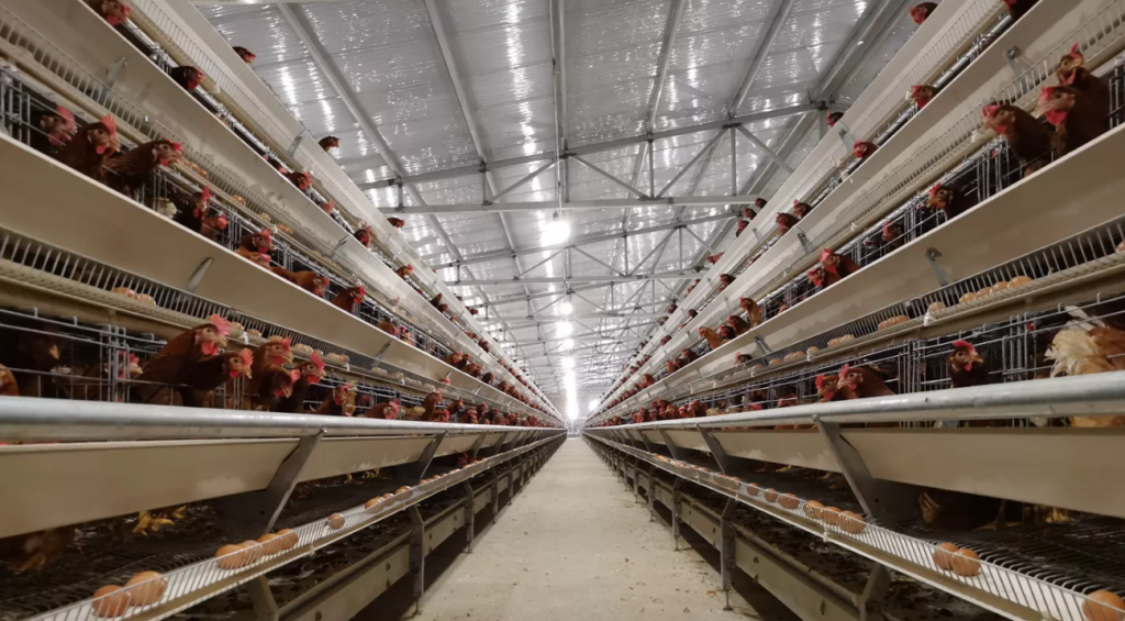 H-type chicken battery cage systems for poultry farms