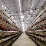 High Quality Automated Chicken Layer Cages for Sale