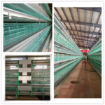 Supplier of poultry farming automation equipment