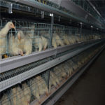 Some cautions in the use of poultry farming automation equipment