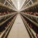 Why Automatic Poultry Farming Equipment Can Saves Time in the Management?