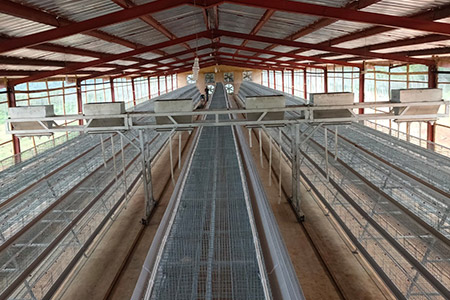 Installation of layer hen farming