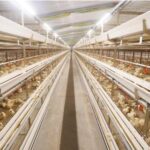 China Manufacturer Battery Cage System for Broilers With Lower Price