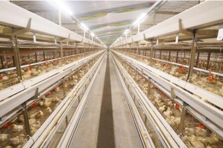 Broiler Chicken Cage Price In China Poultry Equipment Manufacturers