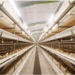 Poultry farming automated broiler cage equipment