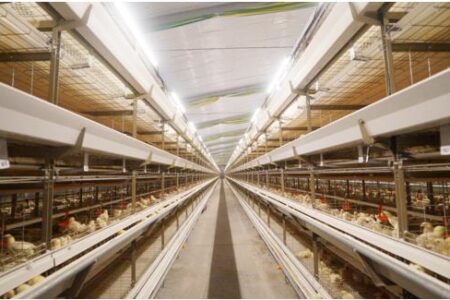 Battery Cage for Broilers