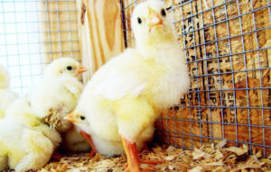 Do You Know These Vital Knowledge About Chicken Farm Equipment?