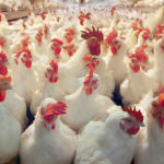 You Need It For Starting a Chicken Poultry Farm