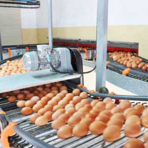 egg processing equipment