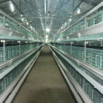 China Directly Supplier Chicken Egg Laying Cages With Nice Price