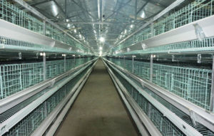 layer battery cages system