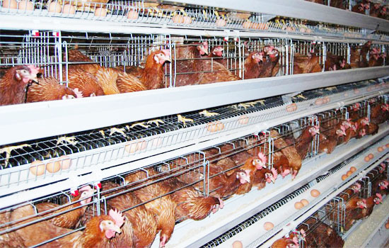 chicken layer cages with lower price