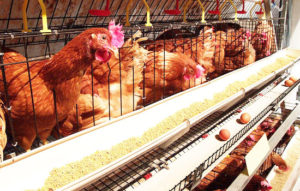 how to manage battery cage for layers in daily life?