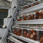 Automatic Chicken Feeding Equipment For Sale in South Africa