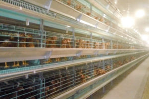 battery chicken layer cages