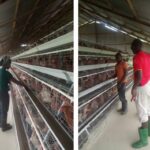 5000 Birds Chicken Farm Battery Cage System in Uganda