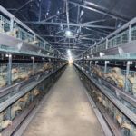 China Manufacturer Chicken Cages Commercial For Sale in Dubai