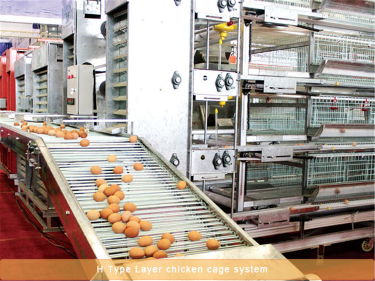 The advantage of poultry automatic chicken raising equipment - Poultry ...