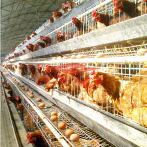 A type layer chicken cages