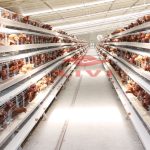 Battery Layer Cages in Nigeria With Lower Price 120 birds capacity