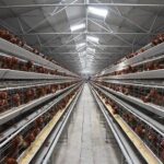 Analysis of the buy cost of laying hen cages