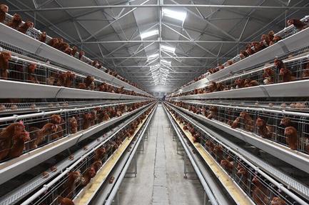 Layer Chicken Cage Project In Ghana