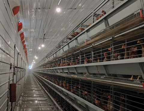 Mastering Poultry Battery Cage Systems for Success - Poultry equipment ...