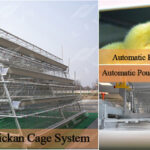 Zambia poultry farming chicken cage for sale