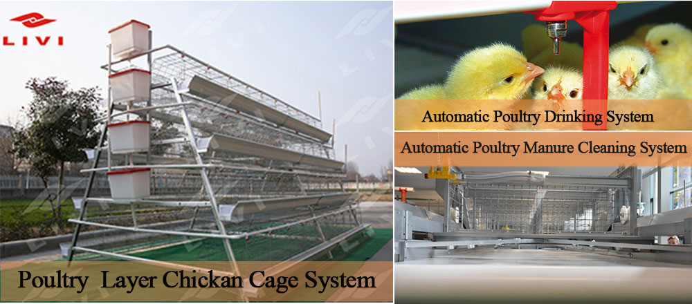 Low price manual battery layer cage