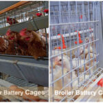 The advantage of poultry farming automation equipment