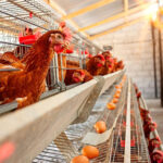 Characteristics of poultry farming layer chicken cages system