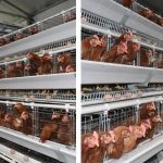 Automatic Chicken Cage Systems for 10,000 Birds | Poultry Farming Equipment & Solutions