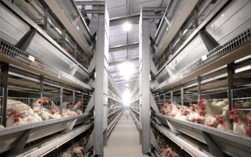 battery chicken cages