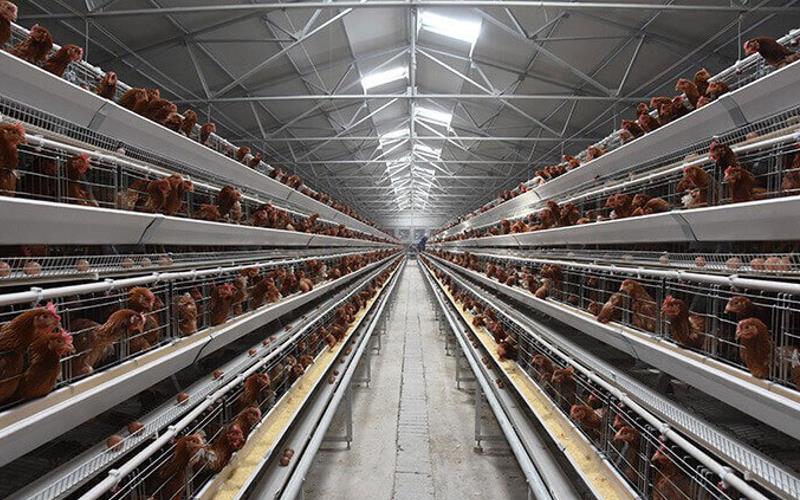 layer battery cage in chicken farm