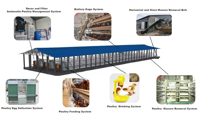 battery cage system in poultry