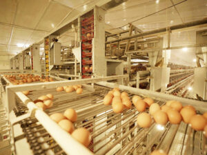 automatic poultry egg collection system